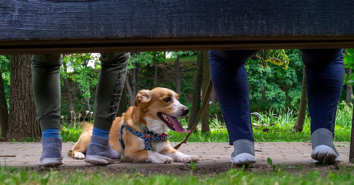 Perché il cane ansima?