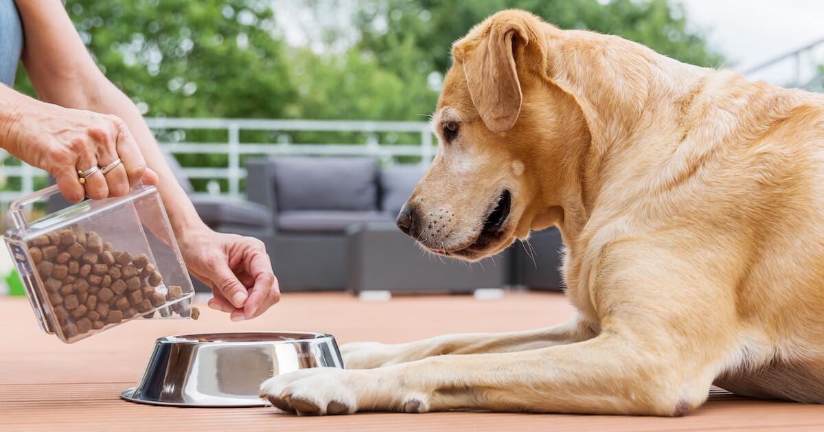 Rendere la casa sicura per il tuo cane