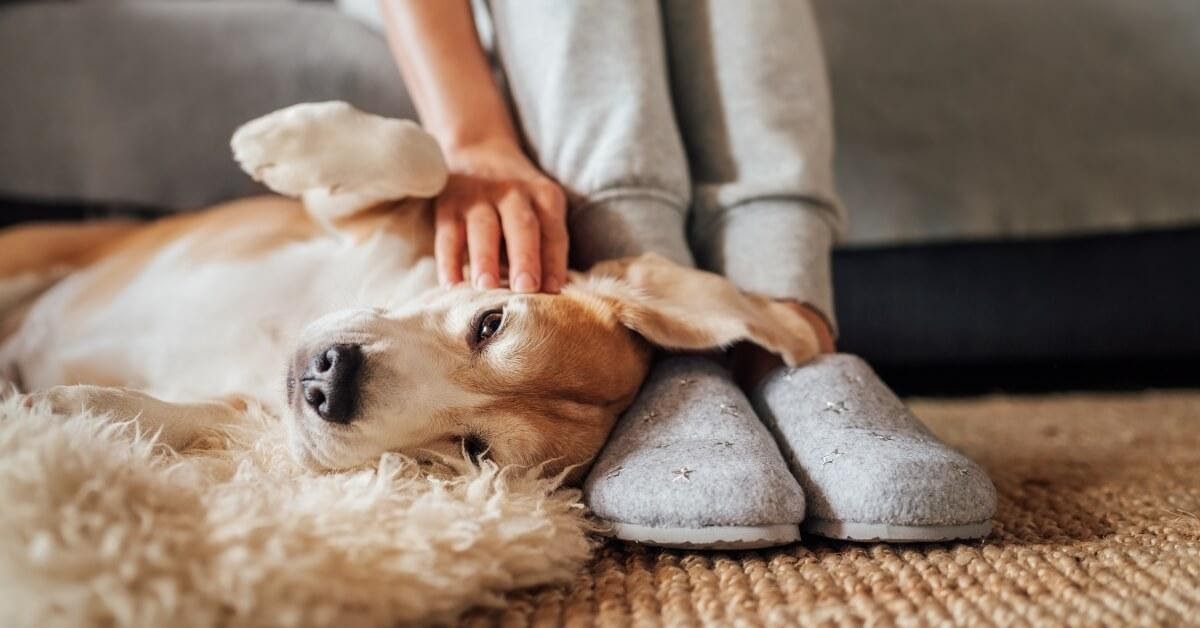 Come creare una casa a misura di cane