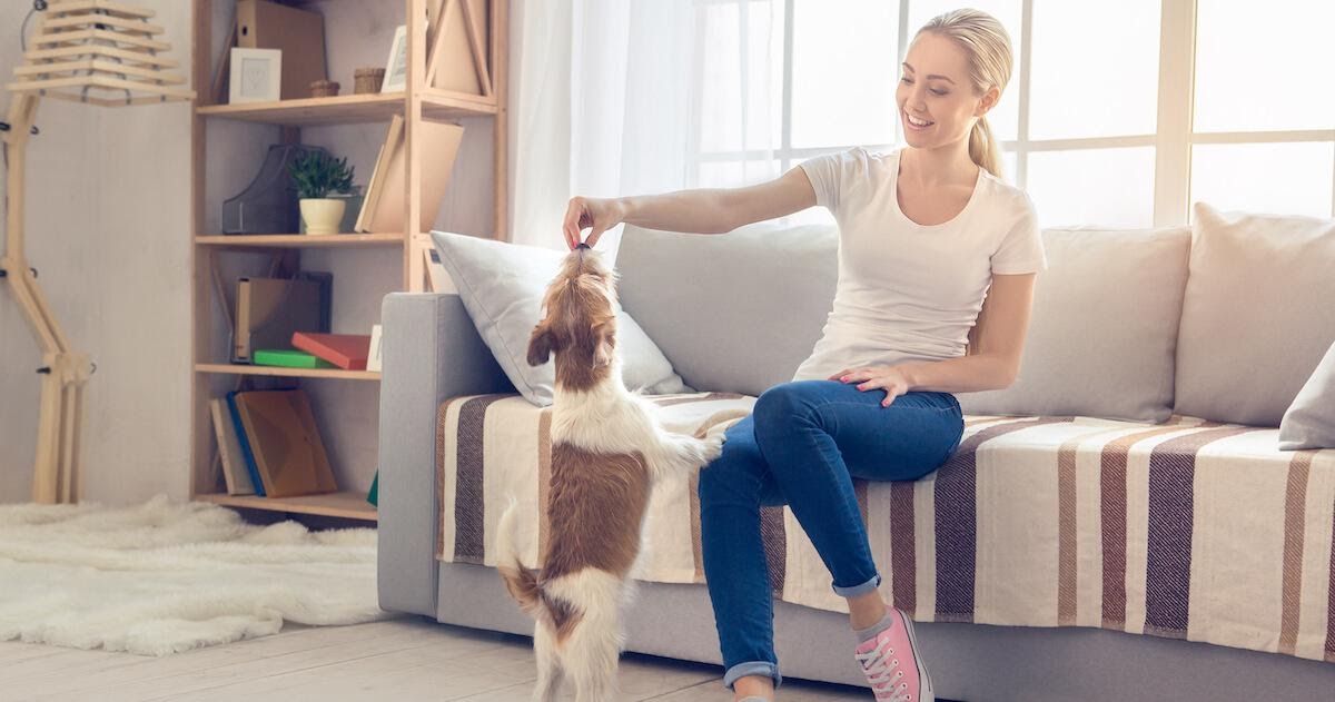 Casa a misura di cane, cosa fare