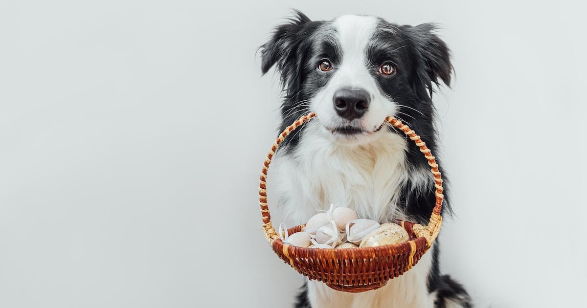 Consigli per trascorrere una Pasqua felice e sicura con il tuo cane