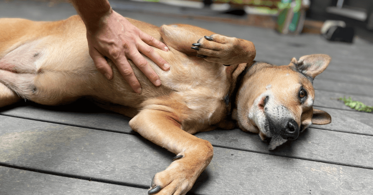 Come coccolare un cane