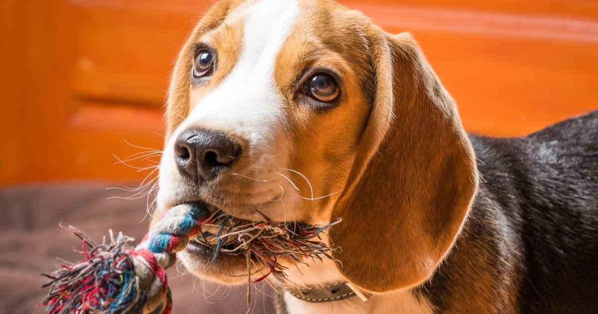 cute dog with rope toy
