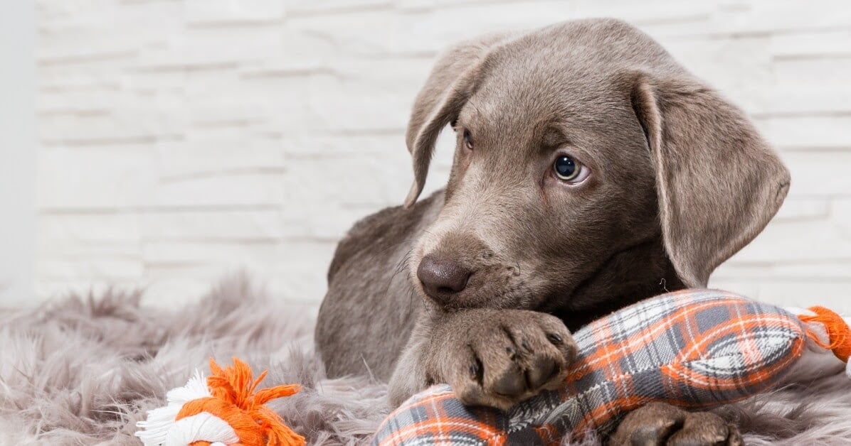 cute puppy with tartan toy