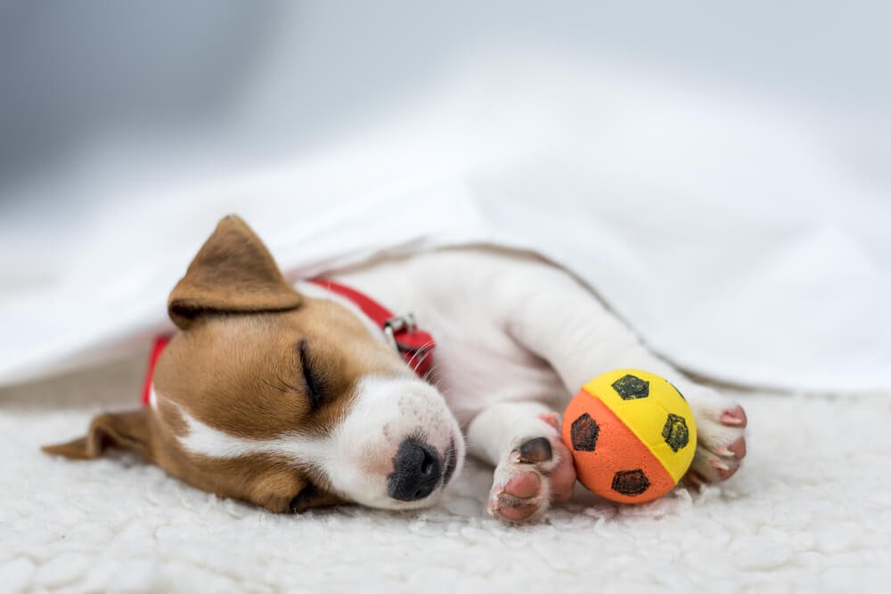 dog sleeping home alone