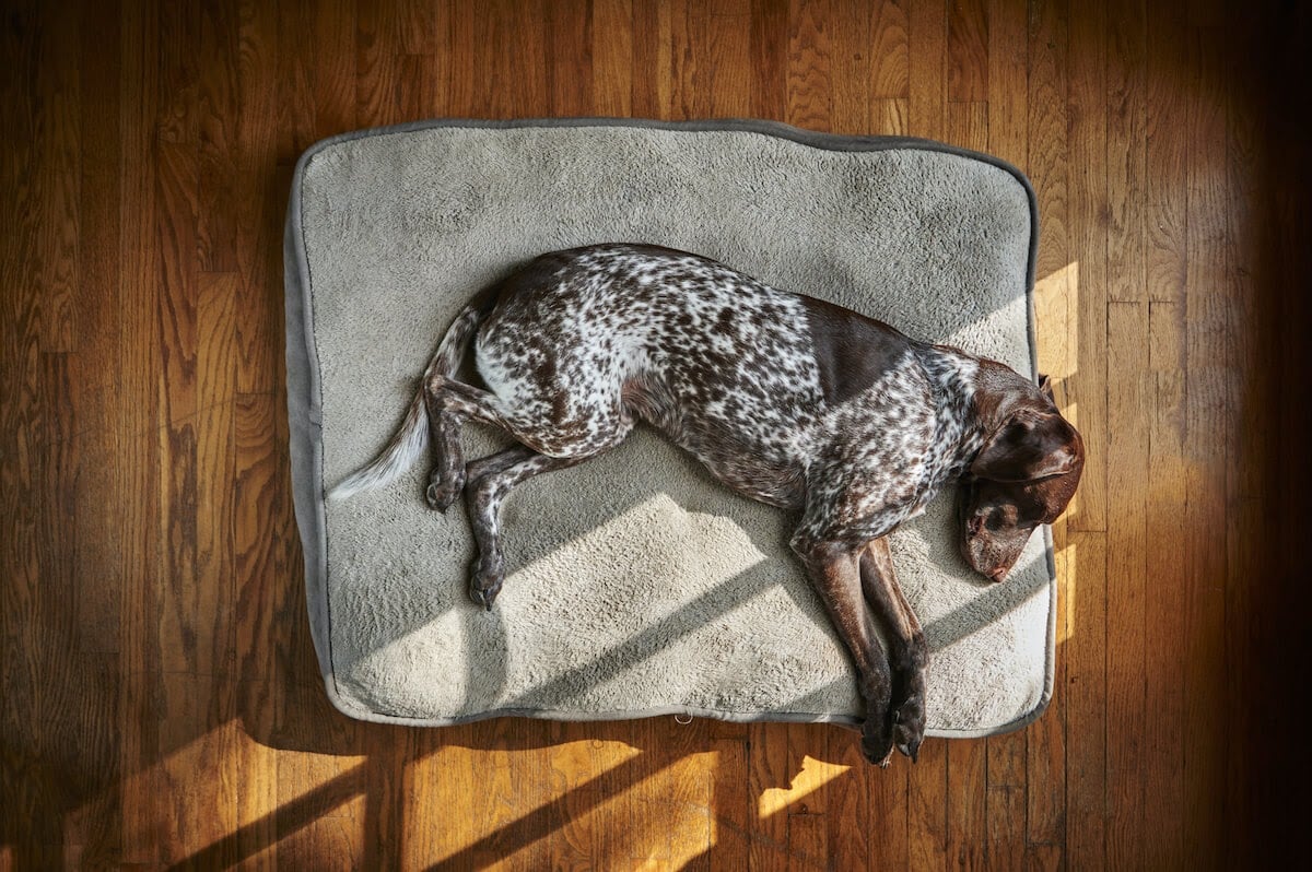 Dog sleeping after exercise