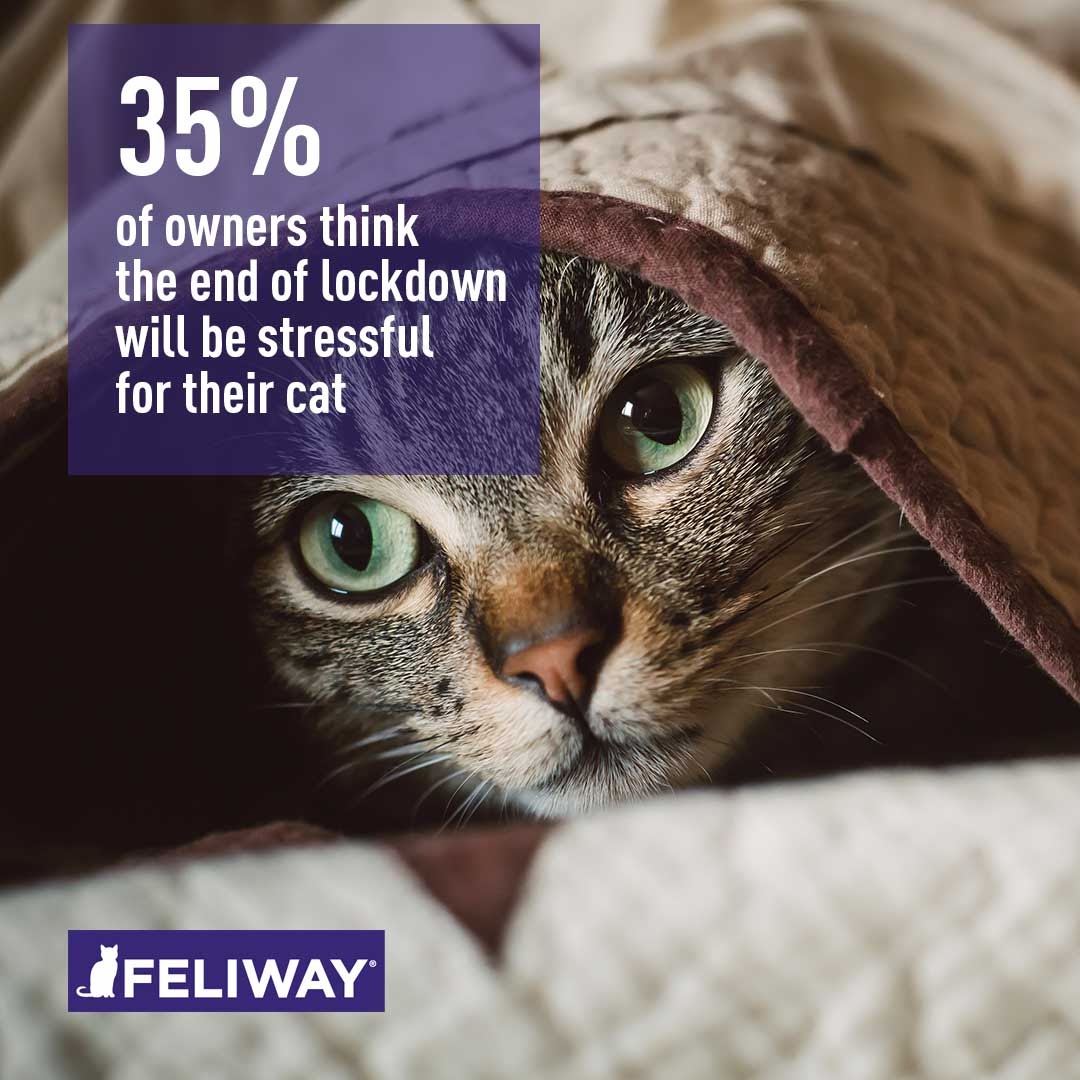 35% of owners believed that the end of lockdown would be stressful for their cat