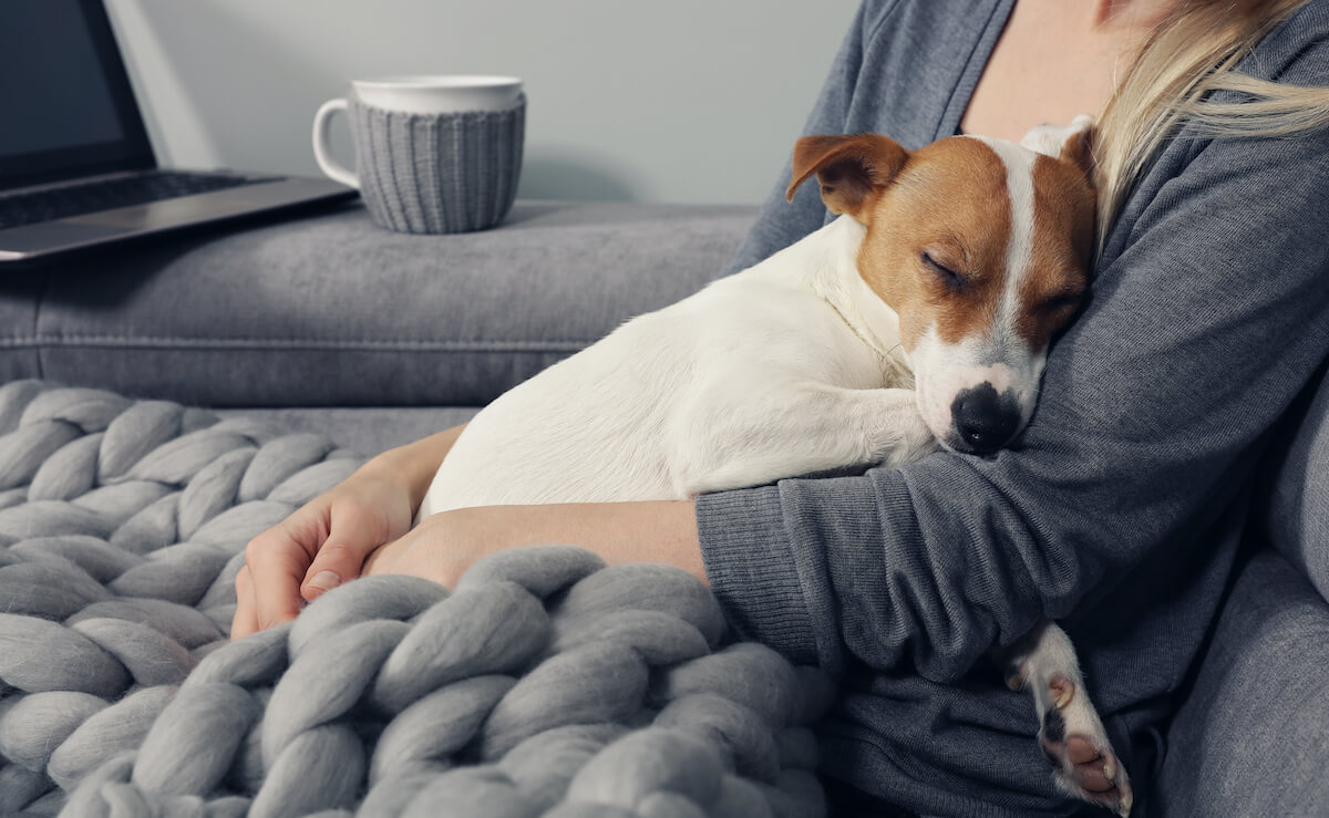 cute dog asleep on ladies lap