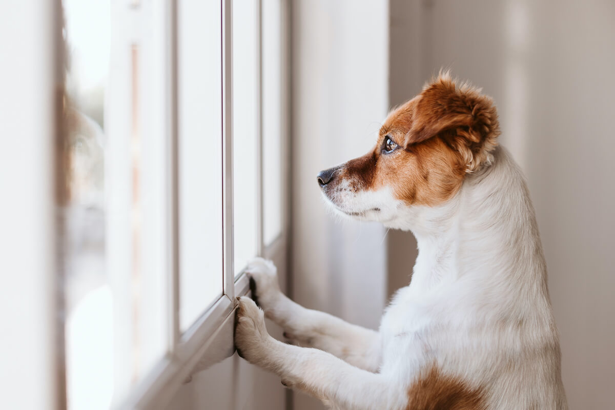 terrier looking out the window