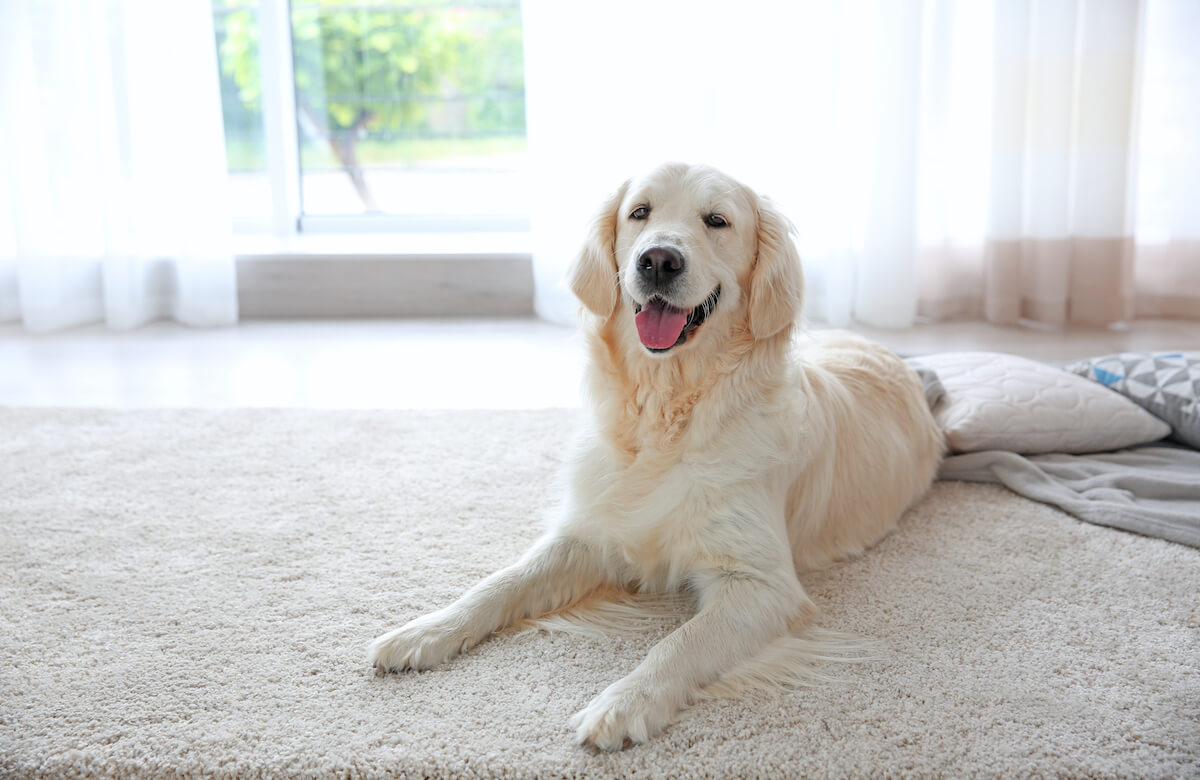 13 Activities to Help Your Dog When Home Alone – ADAPTIL UK