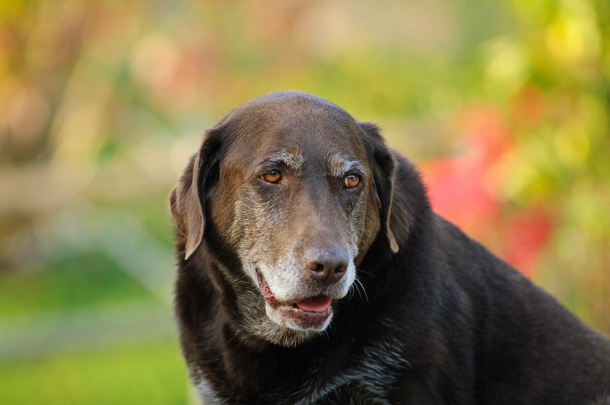 Giocare con un cane anziano 