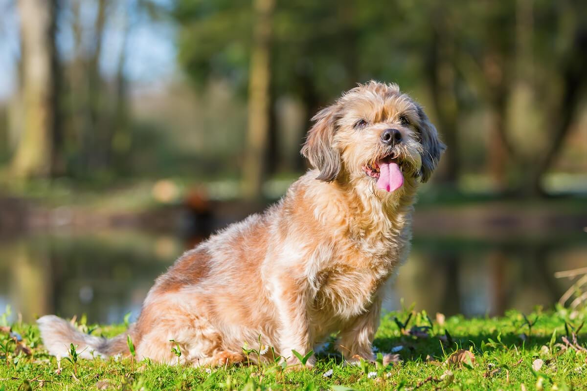 giochi per cani anziani