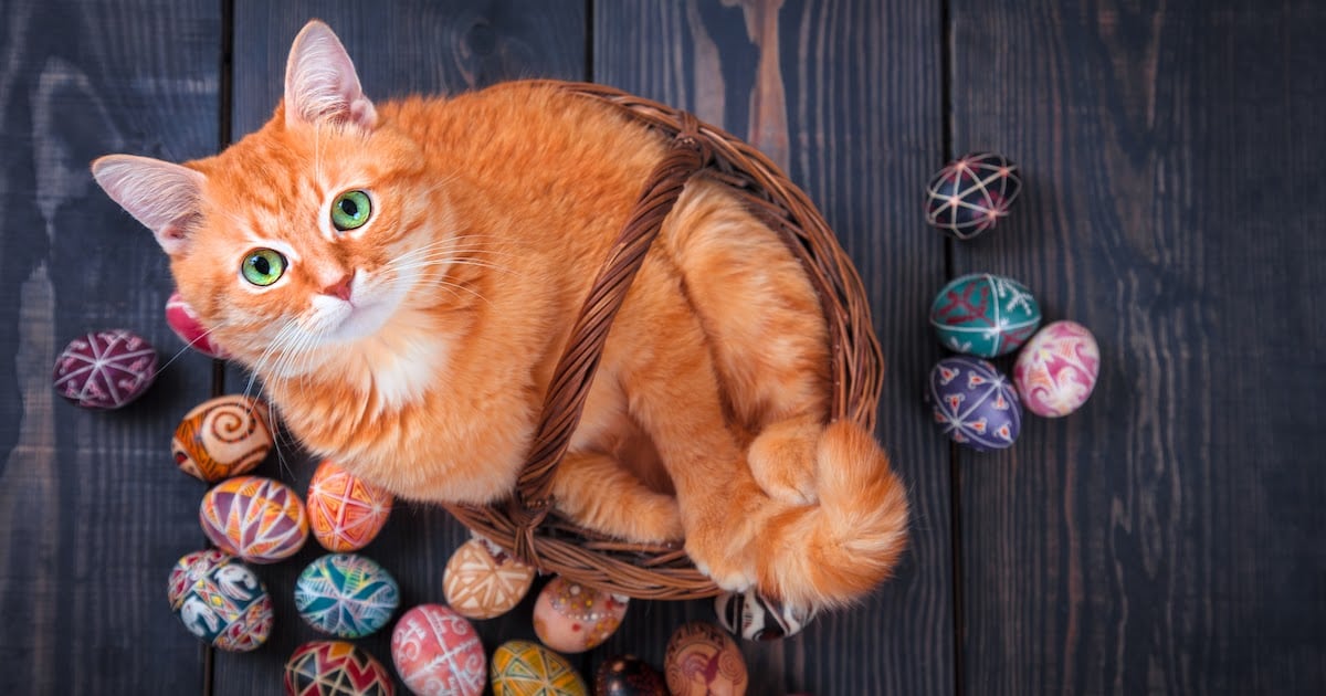 offres des cadeaux à votre chat pour Pâques