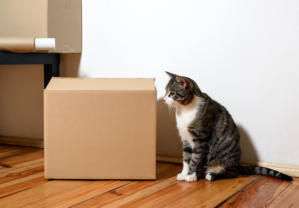 Cat Sit near a moving cardboard
