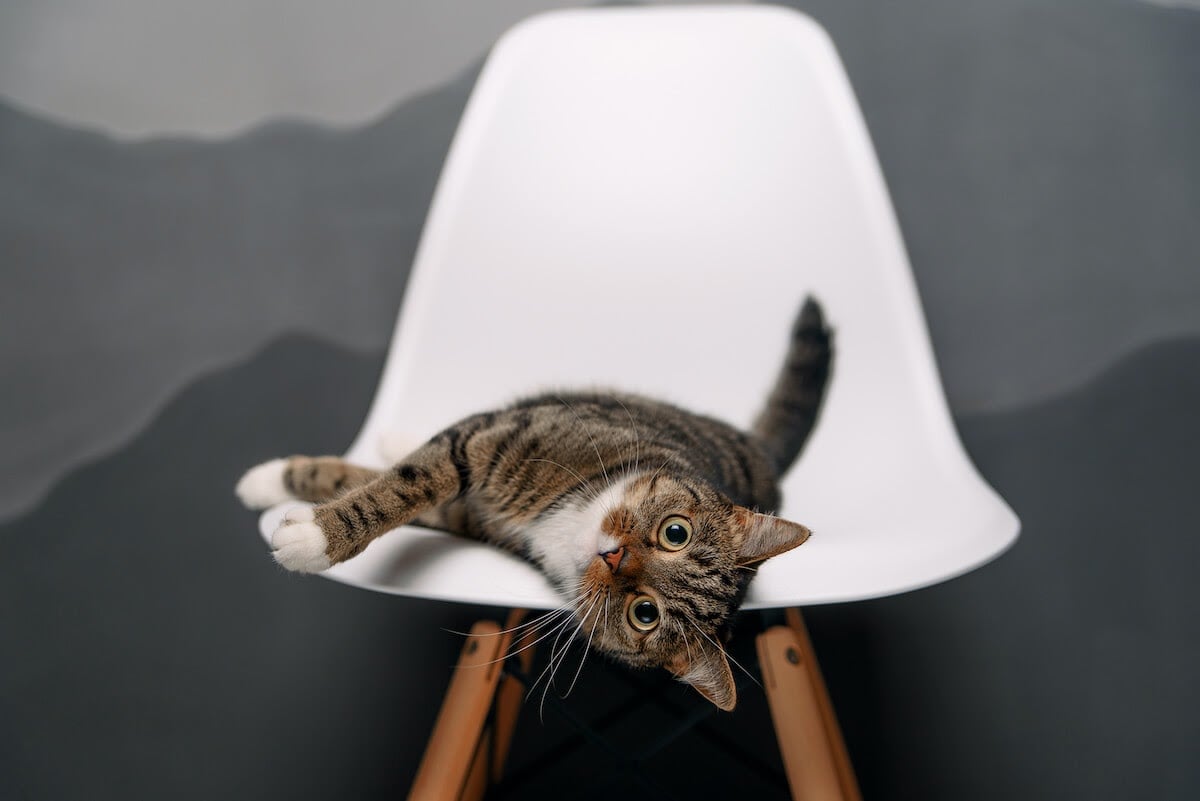 Kitty on a modern chair