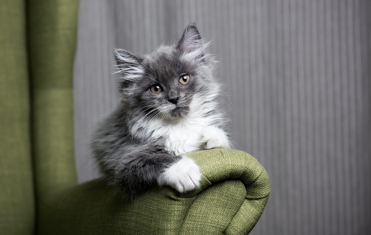 Grey Kitty on a armchair