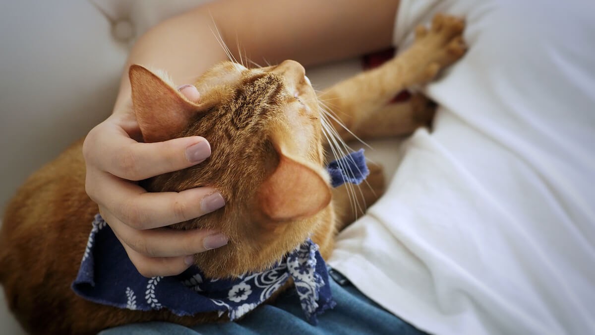 orange cat and woman hand