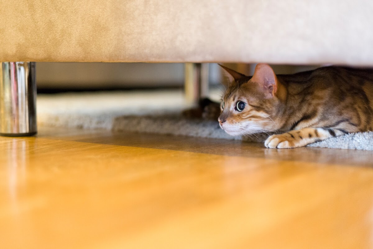 cat hidden under sofa