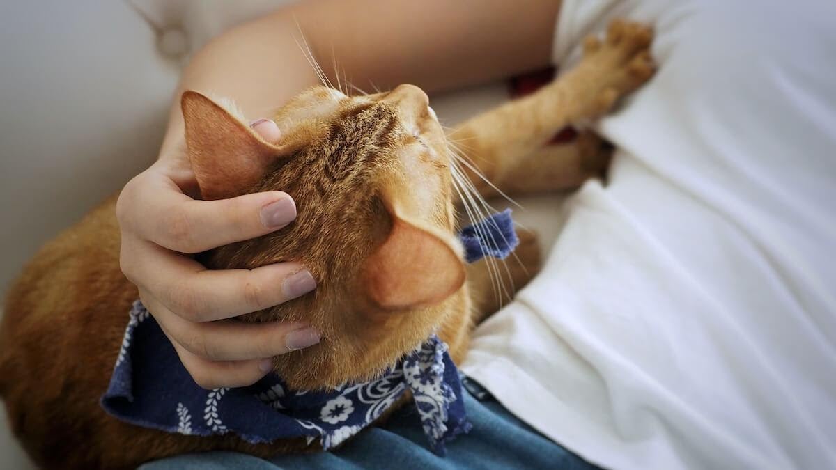 attention aux blessures quand votre chat vous pétrit les jambes !