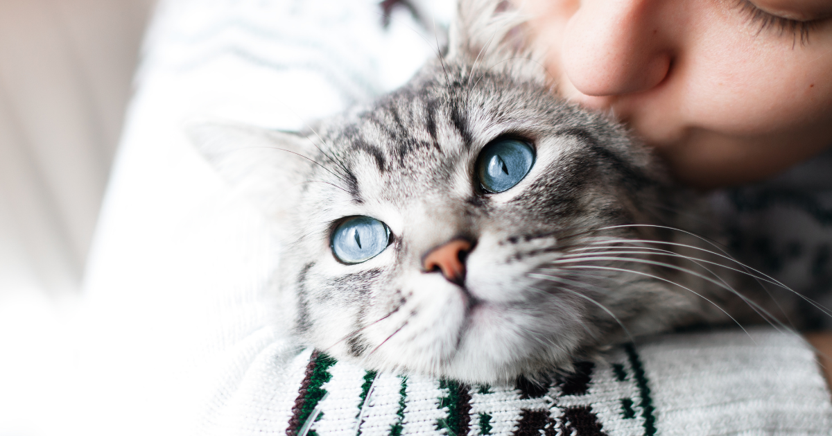 owner kissing cat