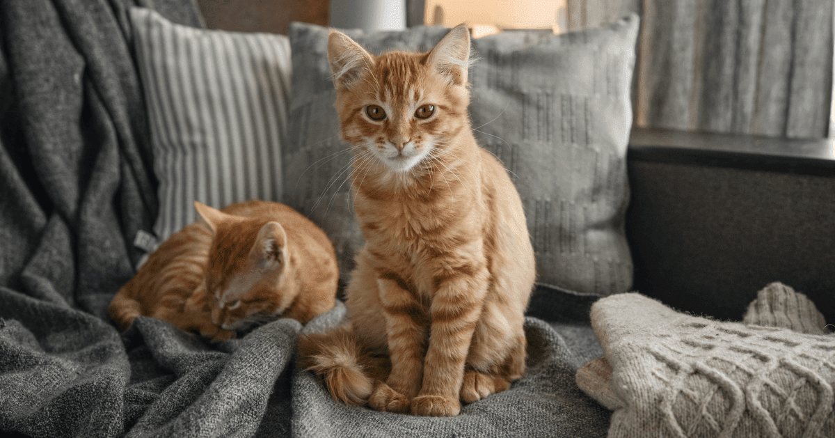 two ginger cats sitting on grey sofa