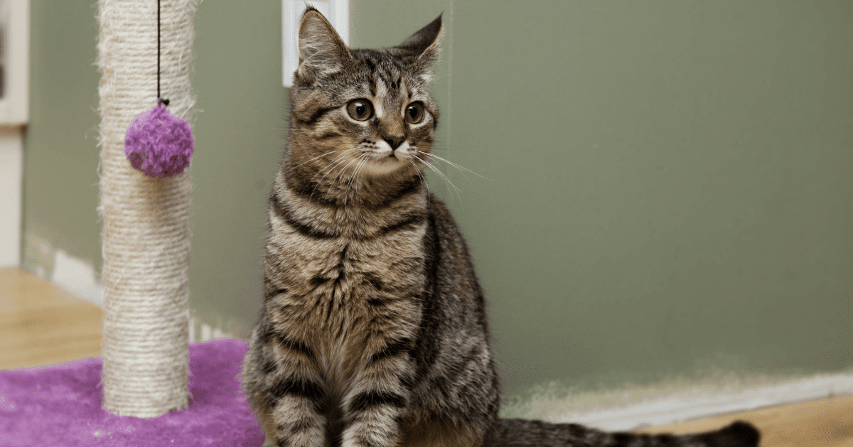 beautiful young tabby cat next to scratching post