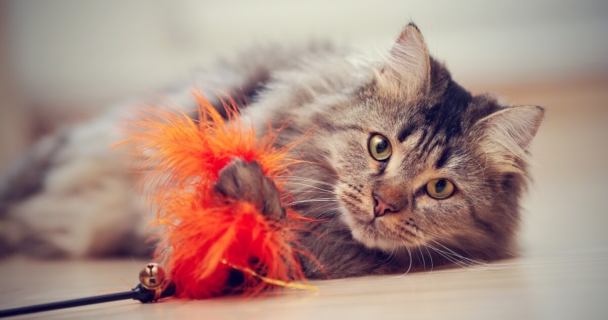 happy cat with orange feather toy