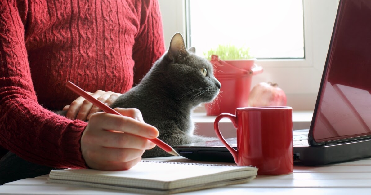 grey cat in home office