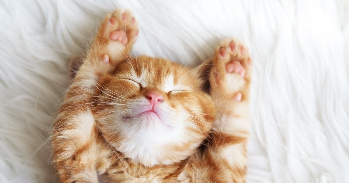 cute ginger kitten asleep on bed