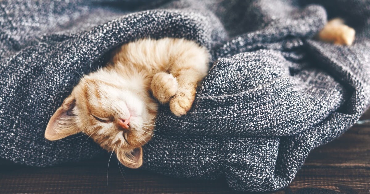 cute ginger kitten in blanket