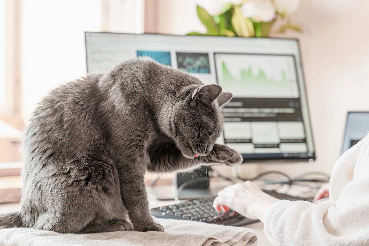 Grey cat on table