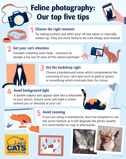 Tips for feline photography