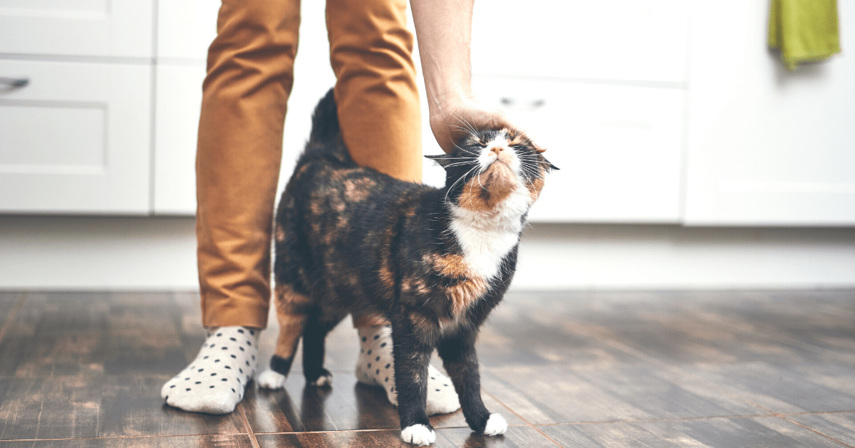 cat walking through a person legs and being stroked