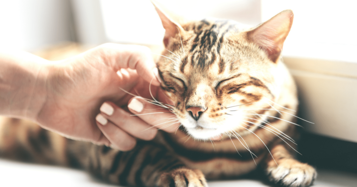 tabby cat enjoying chin stroke