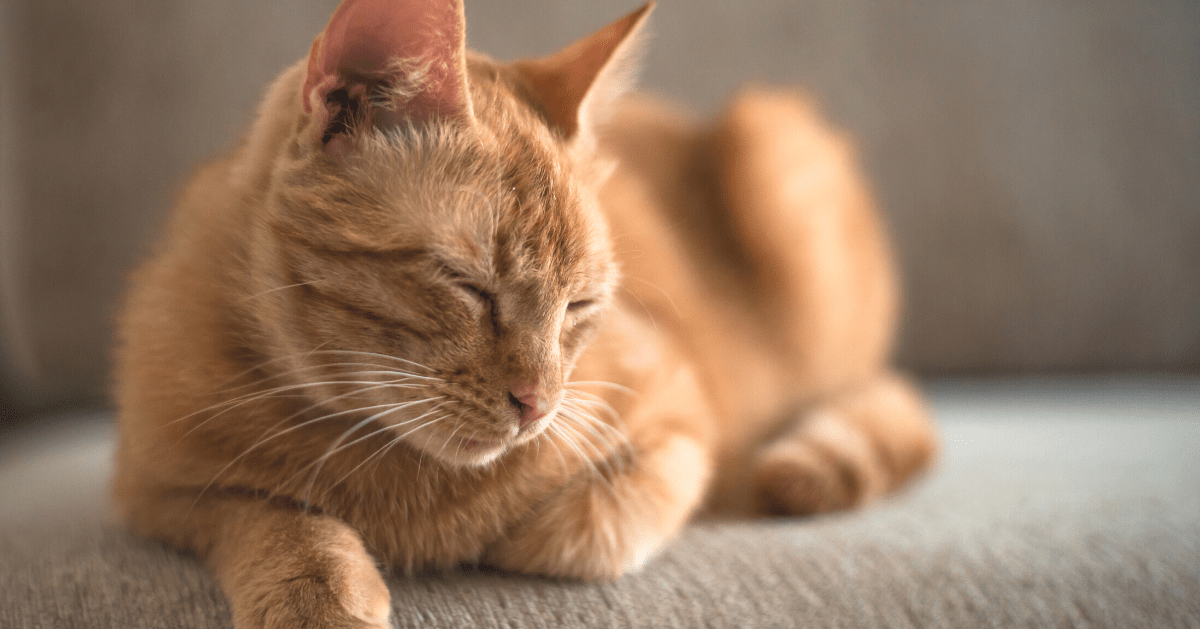 ginger cat with paws folded