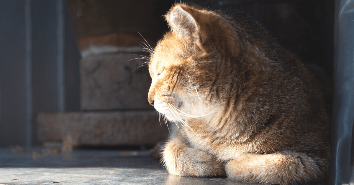 cat fold paws in sunshine