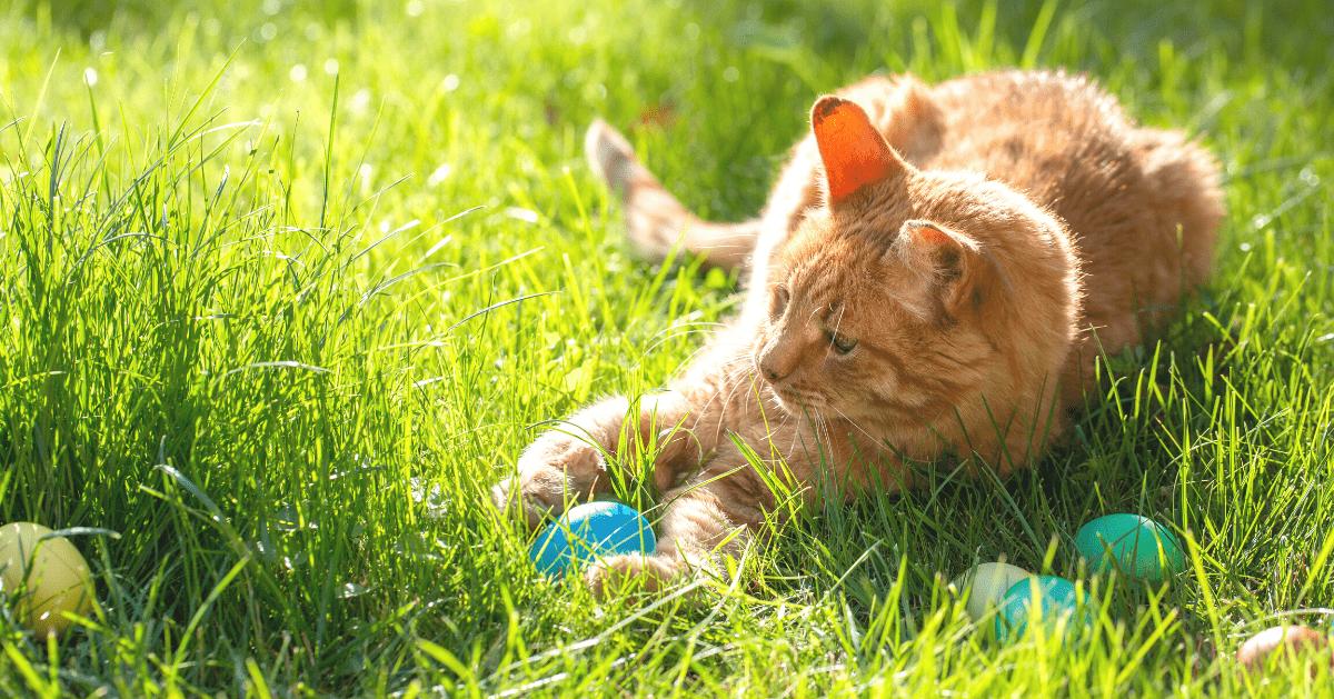 cat lying in the grass with egg toy