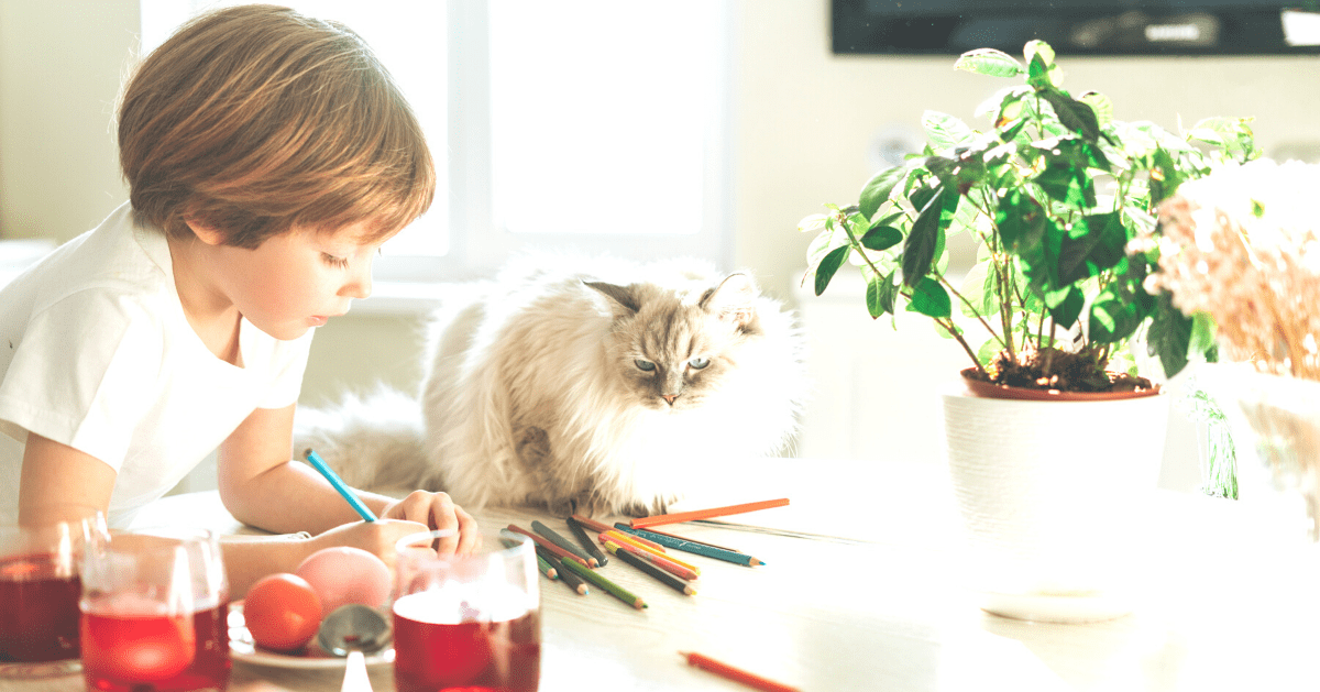 Cat sat on a table watching a child drawing