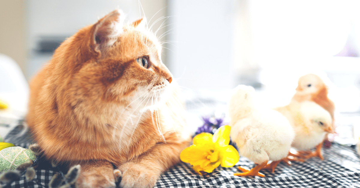ginger cat with chicks