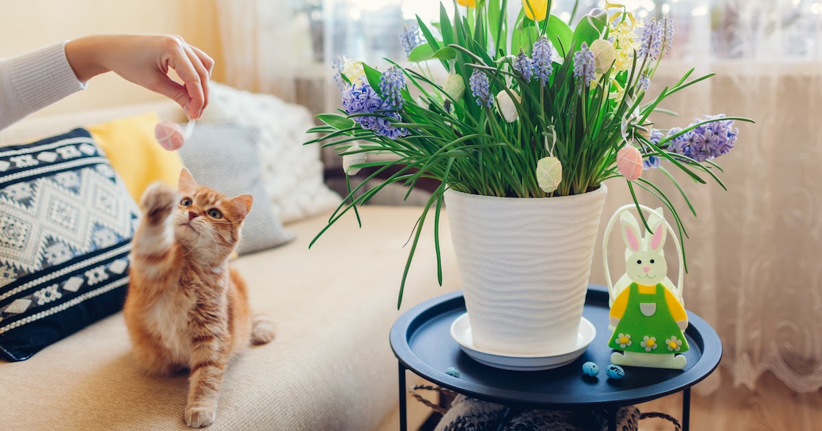 Ostern mit Katze Katze mit bunten Blumen