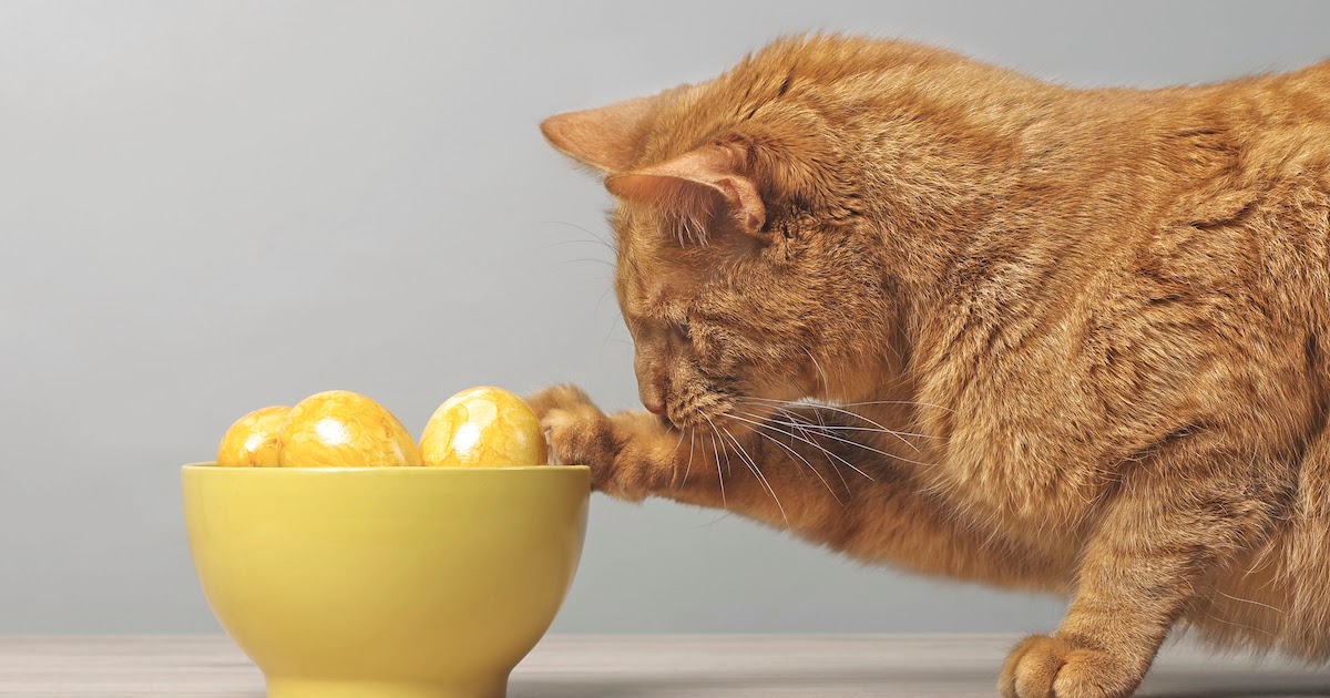 Katze spielt mit gelben Ostereiern