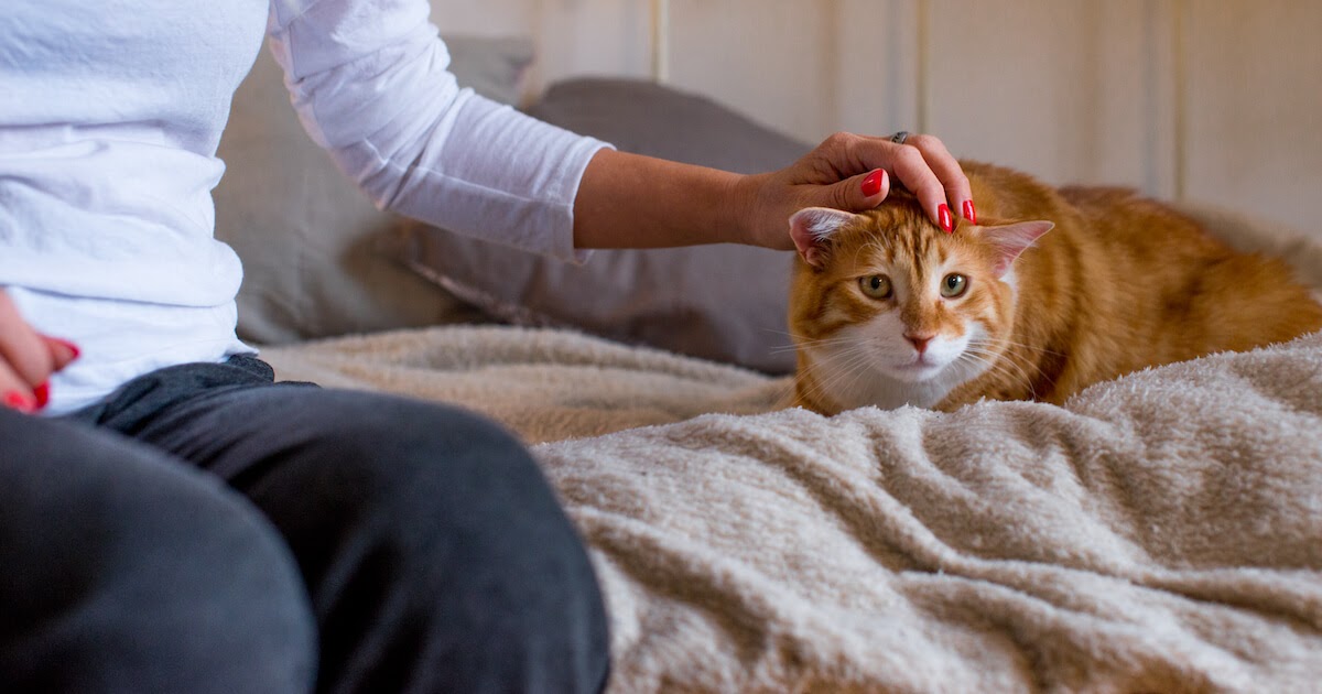 cat being comforted by human