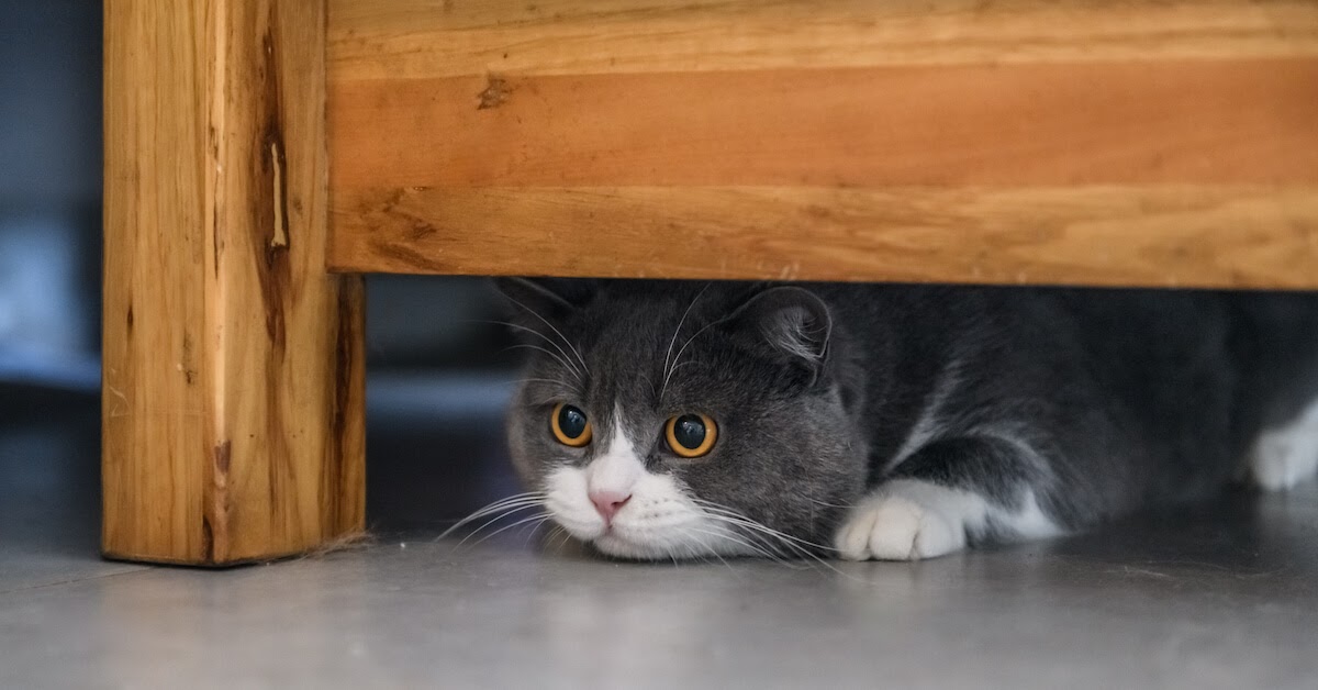 cat hiding under bed