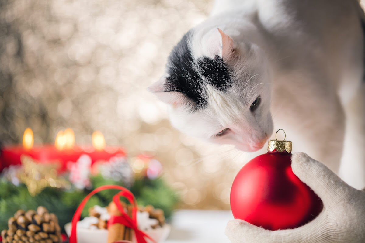 cat and christmas decorations