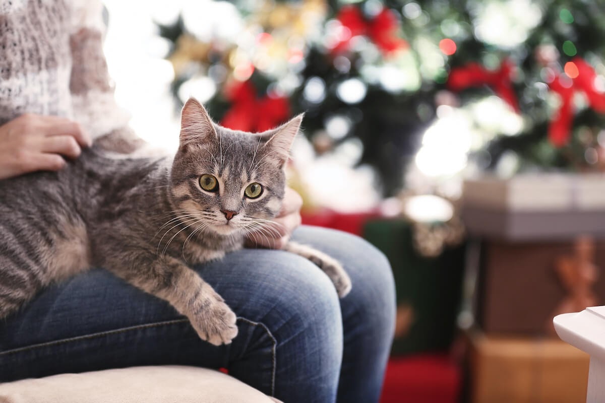 Quel cadeau de Noël pour mon chat ? - FELIWAY France