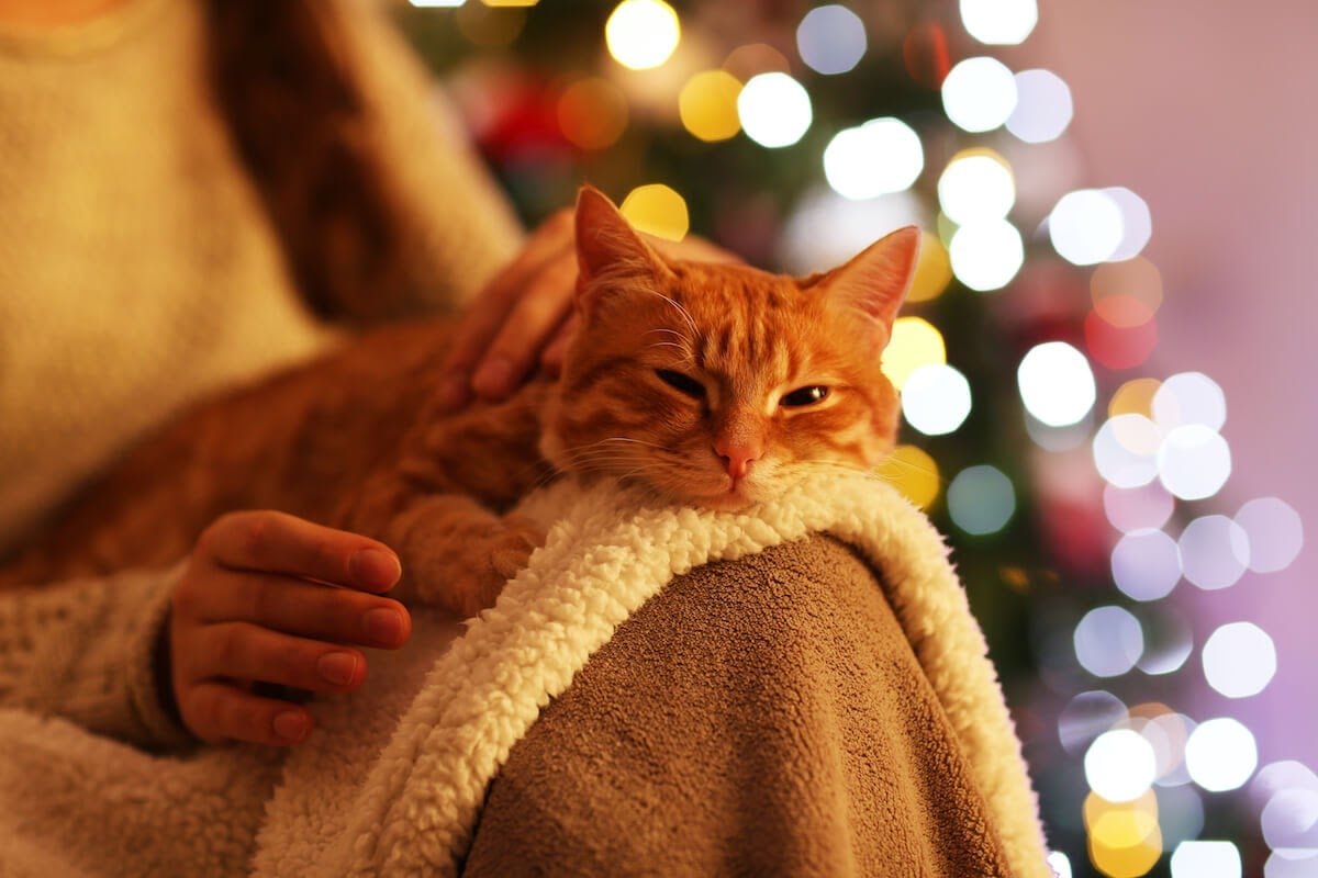 chat dort sur un plaid chaud à Noël