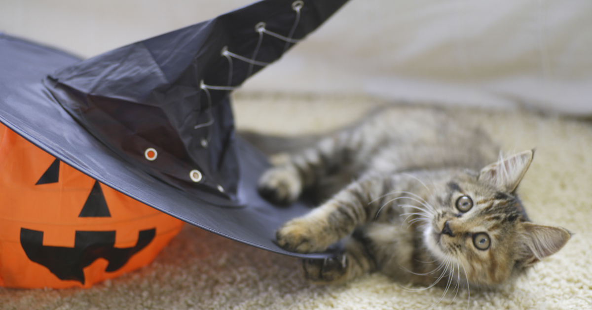 cute cat with halloween pumpkin