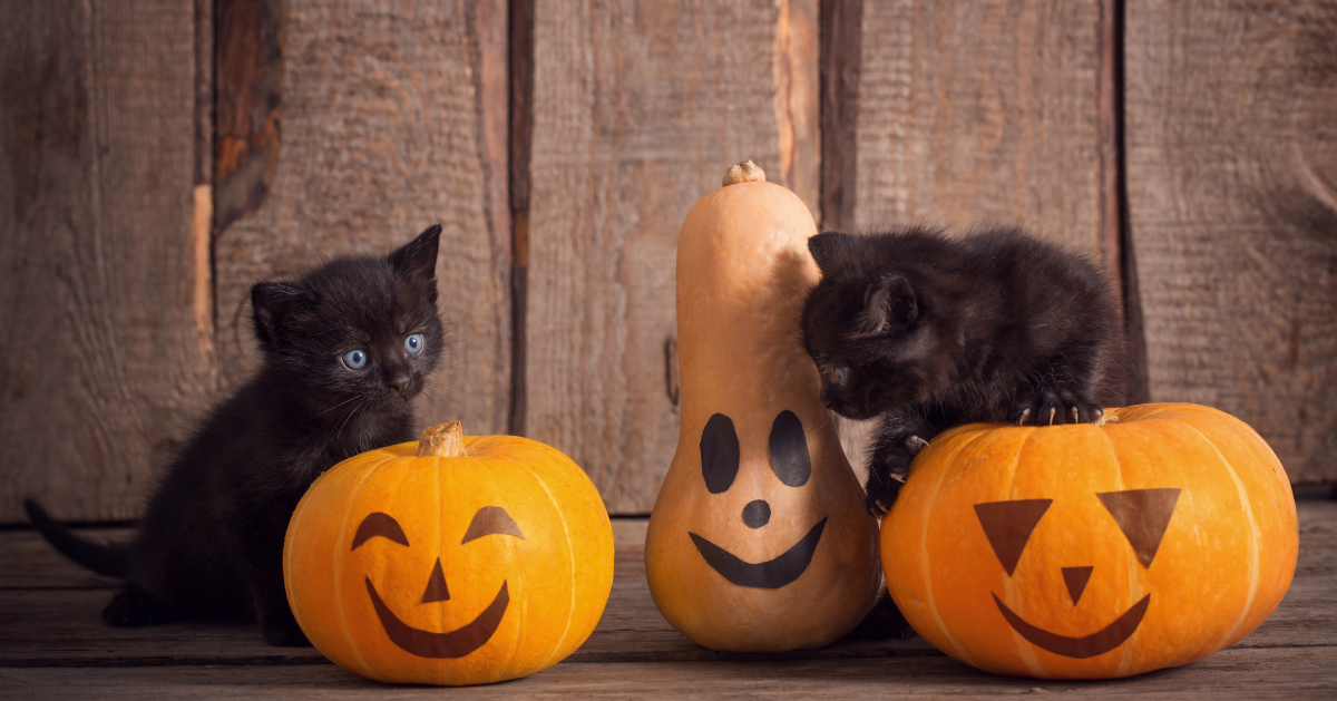 cute black kittens on pumpkins