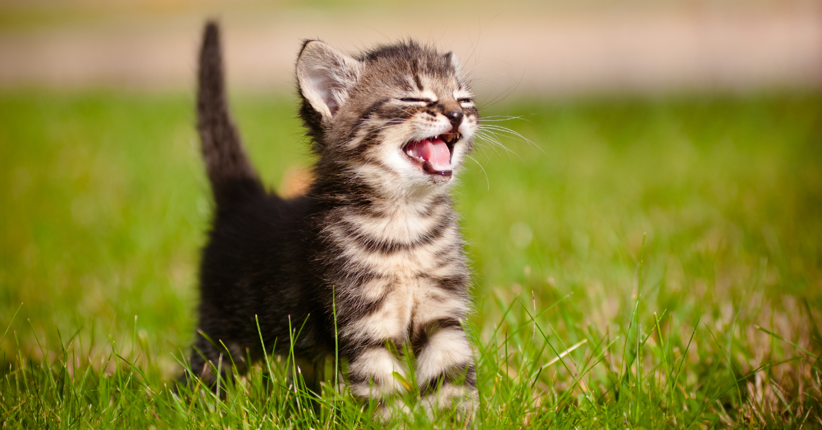 happy cute kitten meowing