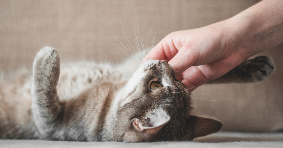 happy cat getting attention